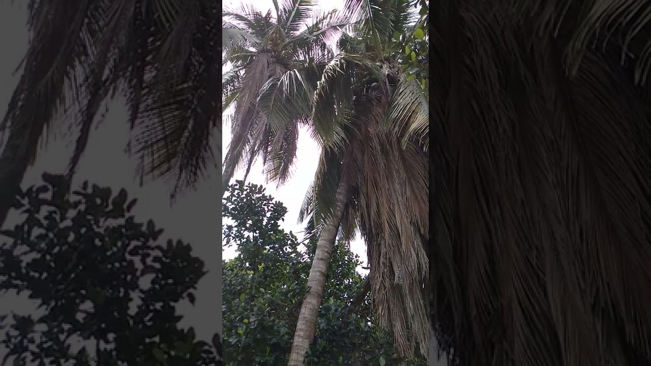 Cocos nucifera/ Coconut/ Cocotier