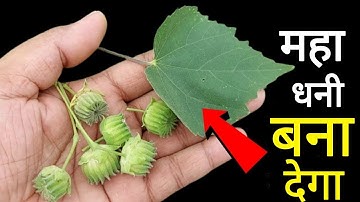 साधारण पौधा समझकर फेकने की भूल मत करना ? खाते ही 10 हजार हाथी का बल आ जाता है