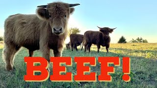 3 Reasons to eat Highland Beef!