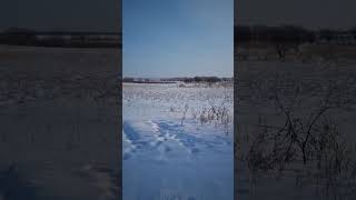 Амурская красота 🦌🦌🦌🦌 #амурскаятайга #косуля