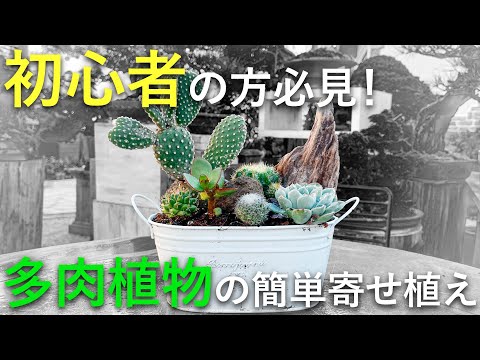サボテンの寄せ植え、初心者向け育て方のコツ！水のやりすぎ注意と基本3ステップ