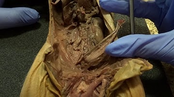 CMorales BIO240 Week 8 Video