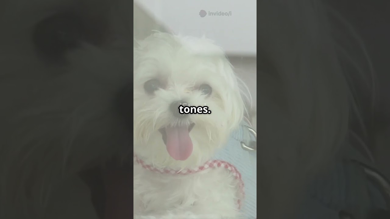 Do Dogs Really Prefer Happy Voices?