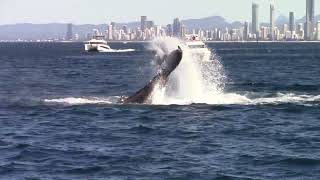Whale Watching - Gold Coast Qld - July 2024