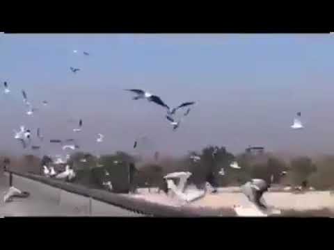 حبيبتي عبد الكريم عبد القادر