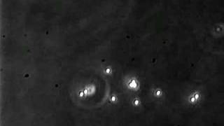 Dynein On One Micron Beads