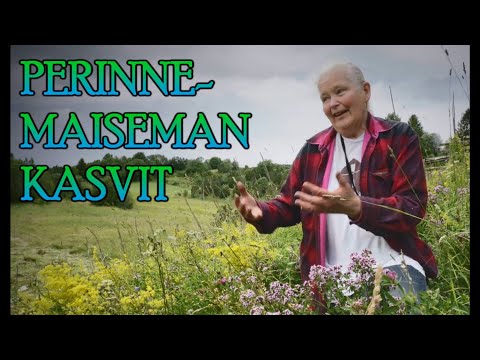 Video: Vapaaehtoiset kasvit – mitä ovat kasvien vapaaehtoiset puutarhassa