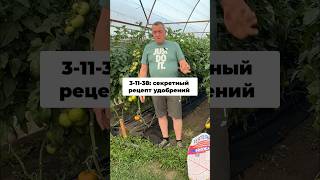 ХВАТИТ ПОРТИТЬ ТОМАТЫ! ❌ Главная ошибка при наливе (Формула 3-11-38) #томаты #теплица #наливтомата