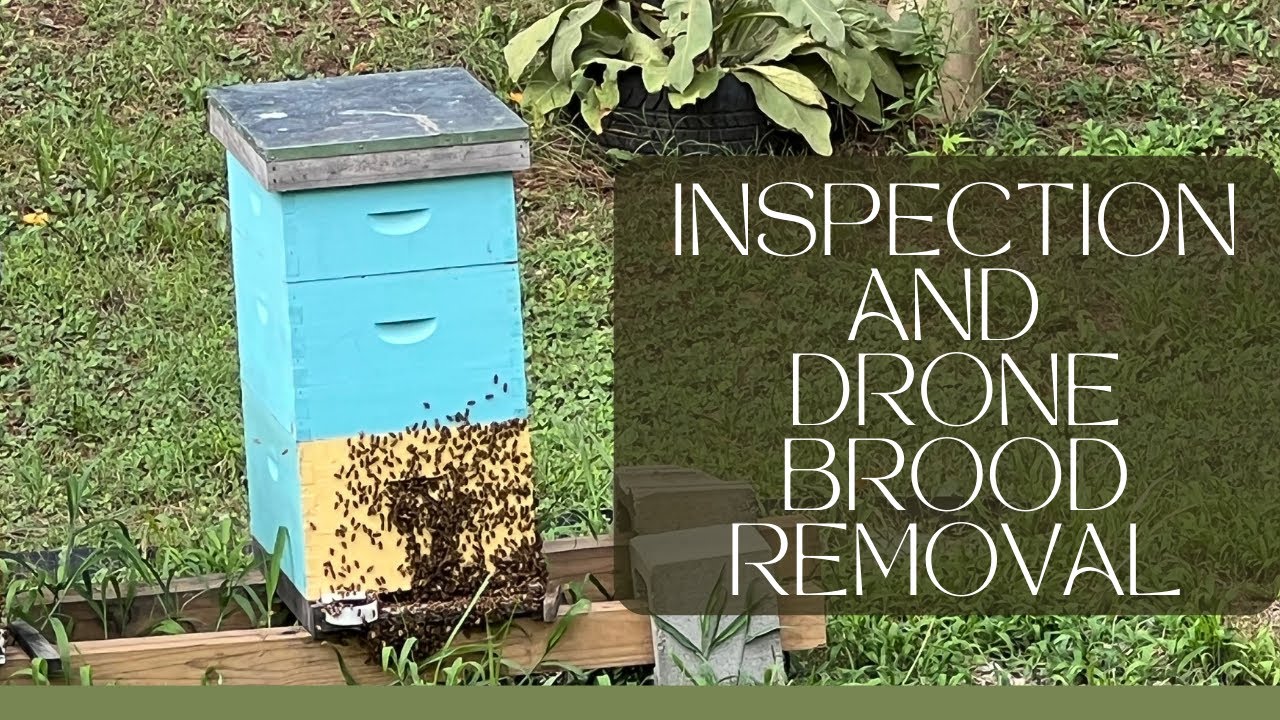 Inspection and drone brood removal