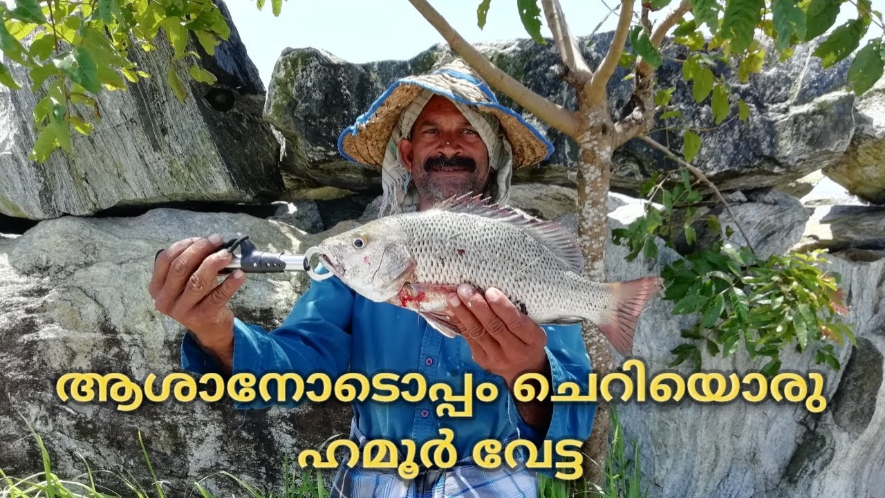 ആശാനോടൊപ്പം ചെറിയൊരു ഹമൂർ വേട്ട | Grouper (Hamoor) Fishing With Asaan