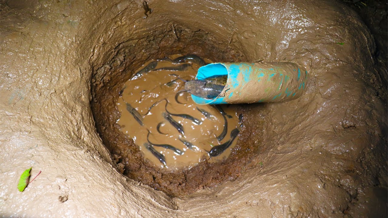 Build Deep Hole Underground Catfish Trap Using PVC Pipe With Stink Fish