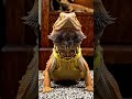 🦎 Meet My Cute Bearded Dragon! #Shorts#BeardedDragonLife #ReptileLovers #PetVideos #Trending