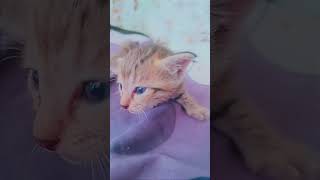 😻#kitten #cutekitten #cat #catlover #funnycat #catvideo #kitty #petlover #meow #catlife #catshorts