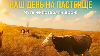 видео: Наш день на пастбище. Чуть не потеряли дрон.  картинка: Наш день на пастбище. Чуть не потеряли дрон.