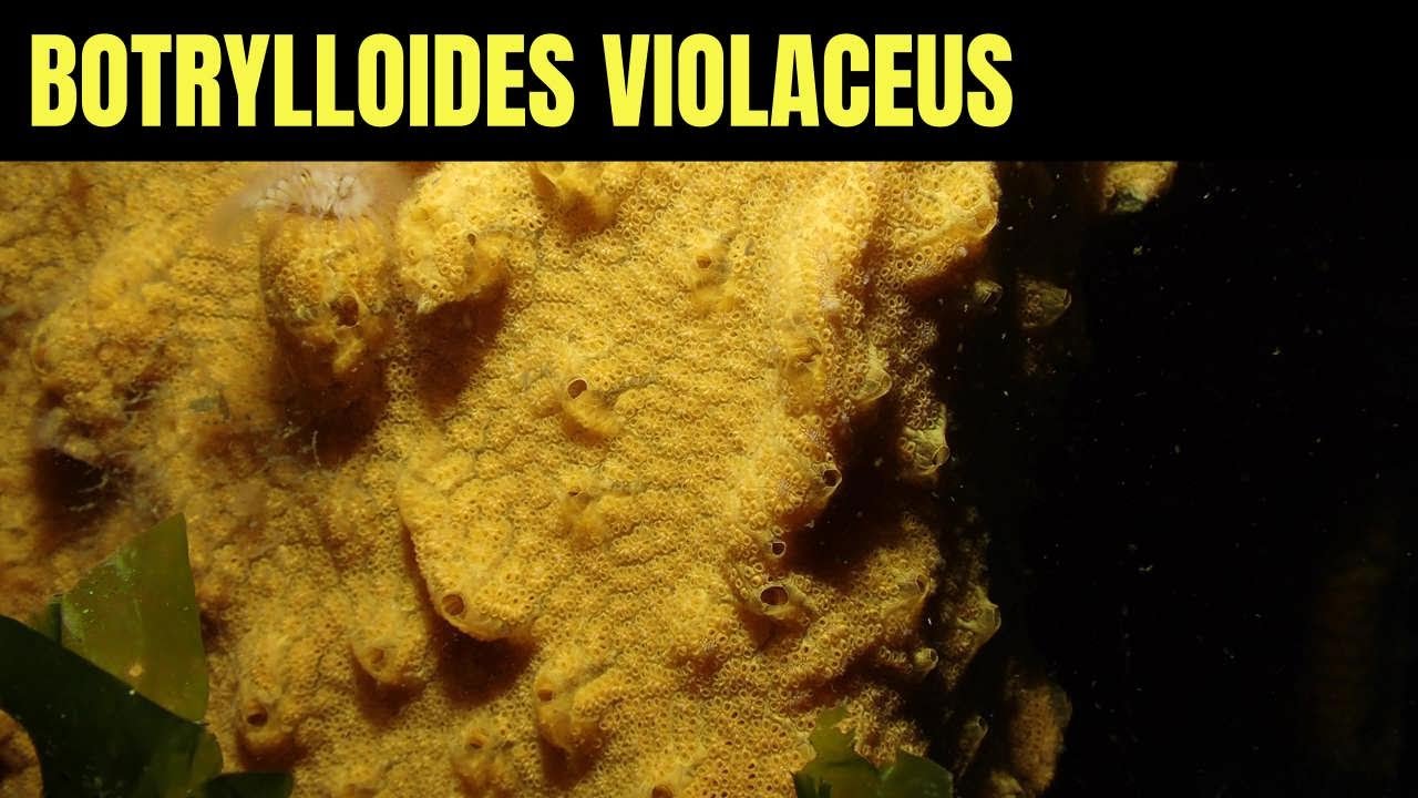 Ботриллоидес Фиолетовый 2 | Морская Дикая Природа Моря Салиш