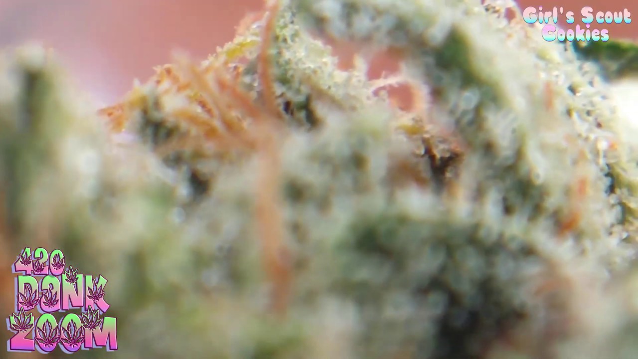 Girl's Scout Cookies - Trichome Zoom!