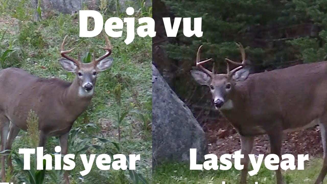 Maine Deer Hunting 2022 Bow Season Ep.1 YouTube