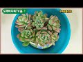 25.10.11 건강한다육생활#미유미유#반려식물#유미유미tv#로맨스다육#다육이분갈이#plants