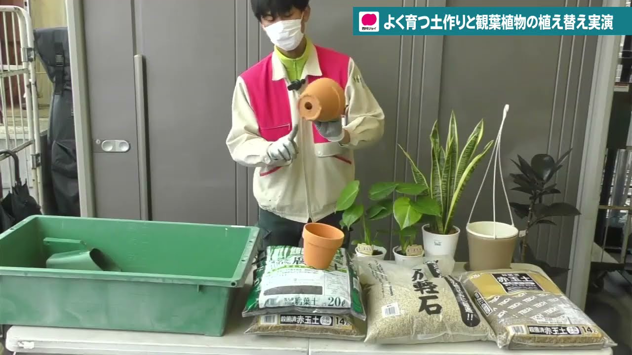 観葉植物の植え替え 土作りの基本 実演 Youtube 観葉植物の植え替え 土作りの基本 実演 Youtube