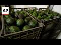 US suspends avocado inspections in Michoacan, Mexico due to threat