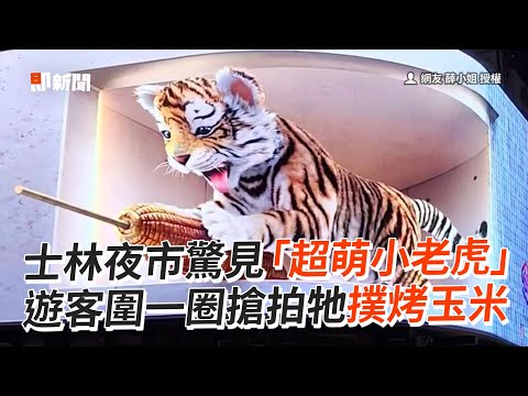 超萌小老虎現身士林夜市！飛撲烤玉米遊客搶拍｜白晝之夜｜裸視3D影像廣告牆