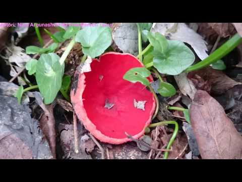 ნახიდური, დაღეთი 16-19.02.2018