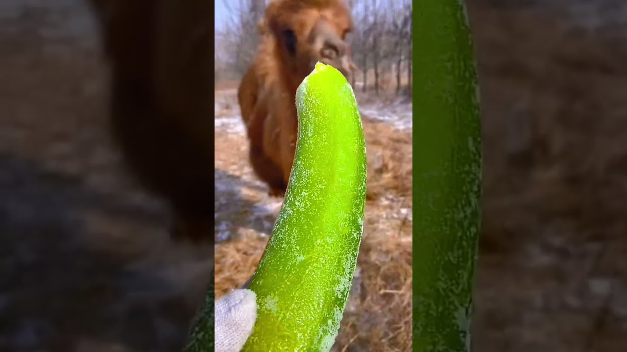 Camel Eating Time! Lots of Vegetables and Fruits 🍉 🍎🍌🍊🥒🥦🥬 Camel ASMR 