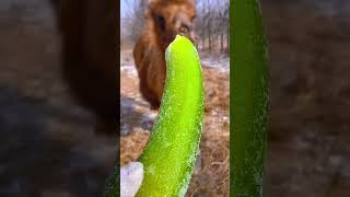 Camel Eating Time! Lots of Vegetables and Fruits 🍉 🍎🍌🍊🥒🥦🥬 Camel ASMR #asmr #camel #camelsound