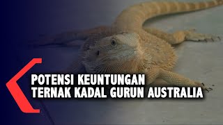 Potensi Keuntungan Ternak Kadal Gurun Australia