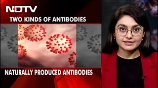 Covid Antibodies: Explained