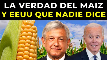 ¿Por qué los agricultores dejan el maíz en pie?