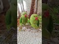 magic parrot 🦜 #birds #talkingparot #parrot #cute 🦜