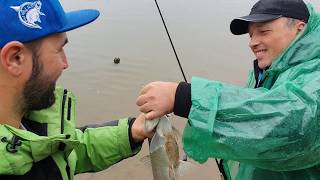 Нарвались на ЖОР сельди и жереха. Ловля жереха и сельди на спиннинг