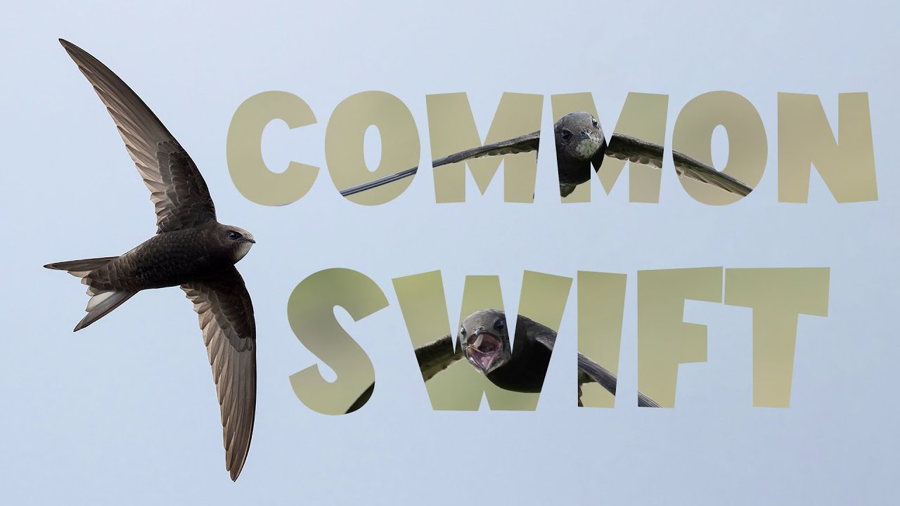 Common Swift