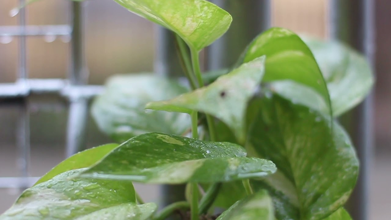 Rainwater Treat For House Plants YouTube