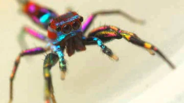 ¿Es real la araña arco iris?