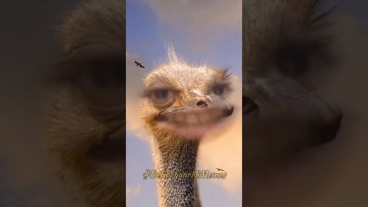 Zafar Abbas Jdc Video - Zafar Bhai Jdc shuttar murgh video - Jdc sutar murgh memes video viral