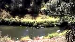 Getting Ready For Pheasants