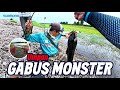 Berburu Gabus Monster Hanya 1 Jam Saja