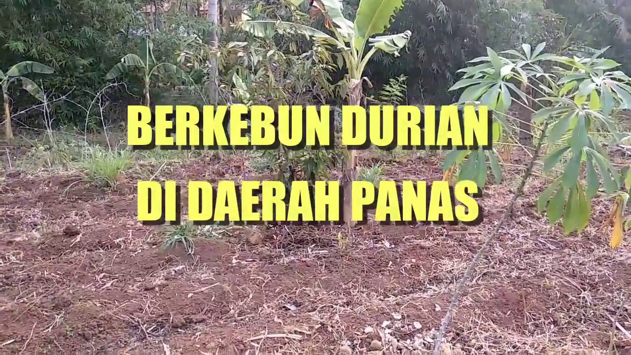 Trik Menanam Durian Musang King di Dataran Rendah Panas 