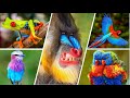 💖💖Los animales con los colores más increíbles del mundo🎉🎉