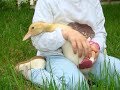 Duckling returns to life. | Part 1.