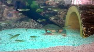 Flat-Shell Turtles - Chelodina Steindachneri