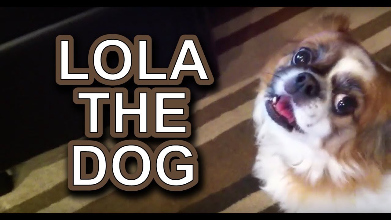 Lola The Dog YouTube