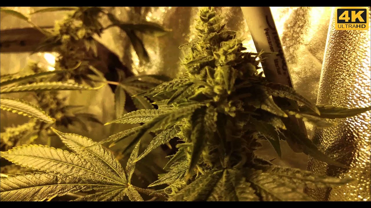 Chem4 OG Week 6 Flowering (Day 42) Hydro/Scrog