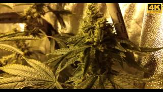Chem4 OG Week 6 Flowering (Day 42) Hydro/Scrog