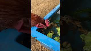 Self Cleaning #chicken Waterer (Low Maintenance) #shorts #fish #backyardchickens #nature #homestead