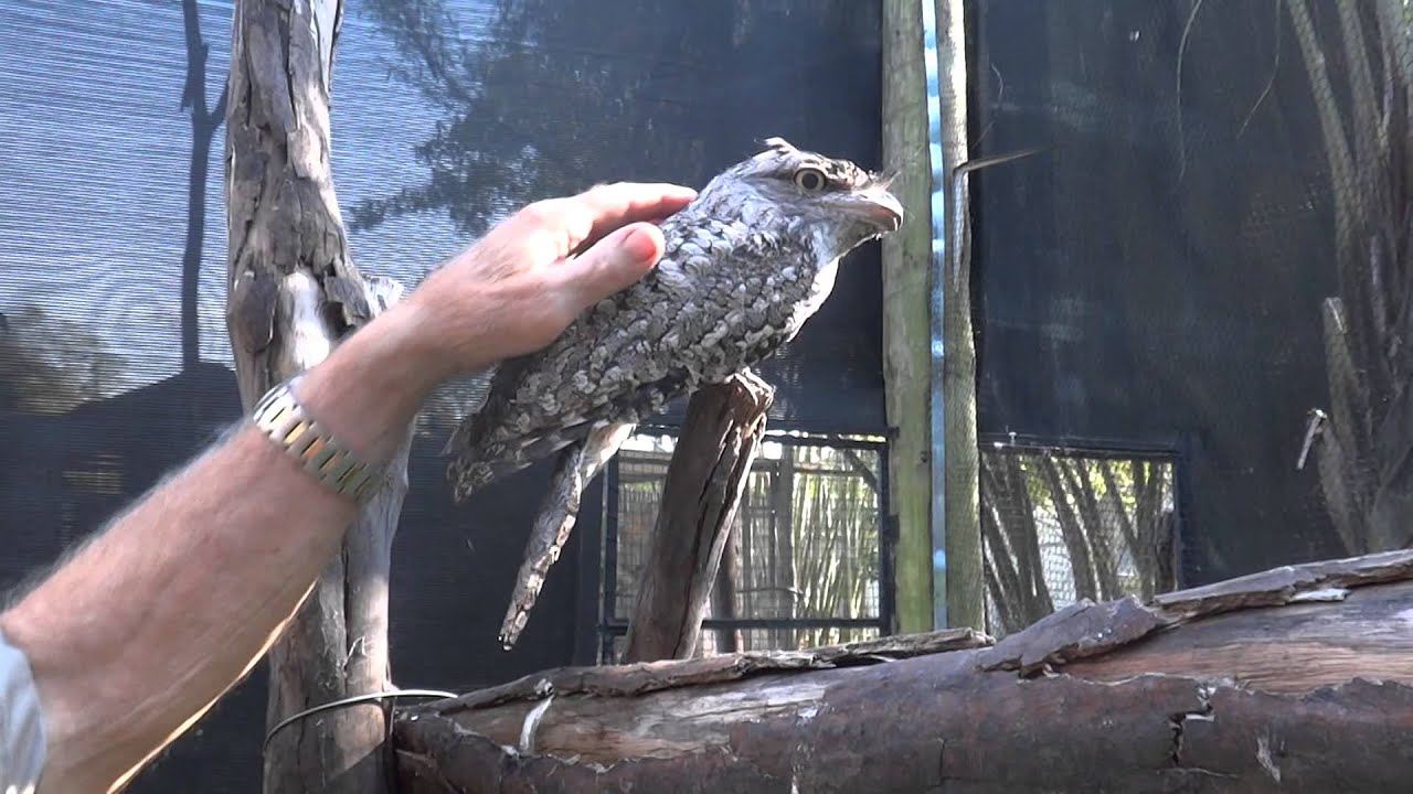 petting a tawny frogmouth 