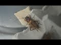 コオロギ鳴き声20220903/Crickets rub their wings to make sound.
