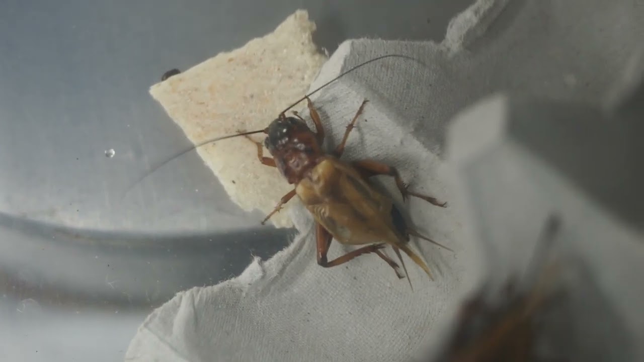 コオロギ鳴き声20220903/Crickets rub their wings to make sound